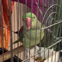 شاه طوطی