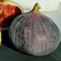 ارائه نهال انجیر سیاه|خدمات باغبانی و درختکاری|سراب, |دیوار