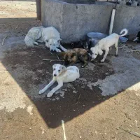 سگ گله سگ نگهبان