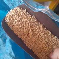 علوفه طیور