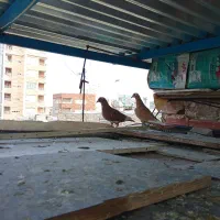 کبوتر فروشی|پرنده|کرمان, |دیوار