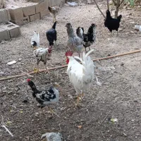 مرغ گلین لری اصل