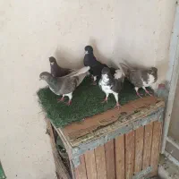 ۱۰تاکبوترشهری ۳میلیون