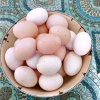 تخم مرغ محلی