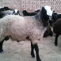 فروشی بره نر