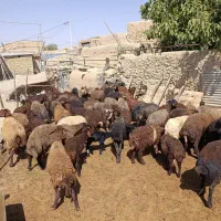فروش میش بره دار جوان|حیوانات مزرعه|کمیجان, |دیوار