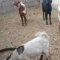 بزو کره و نر|حیوانات مزرعه|زرند, |دیوار