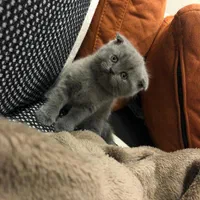 گربه طوسی اصیل(شمیرانی کت)