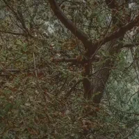 باغبانی ( کود کفتری )