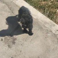 سگ پاکوتاه نژاد دار مشکی