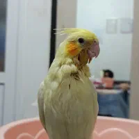 طوطی عروس هلندی کاملاً دستی تازه دون خور