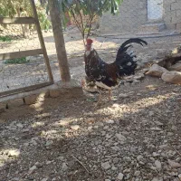 خروس گلین جوان|حیوانات مزرعه|داراب, |دیوار