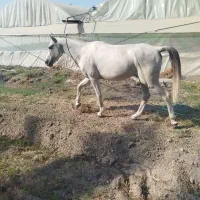 اسب سالم|اسب و تجهیزات اسب‌سواری|جیرفت, |دیوار