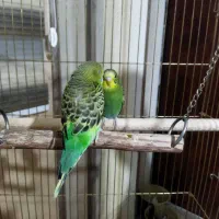 مرغ عشق|پرنده|شیراز, باغ تخت|دیوار