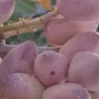 پسته تر
