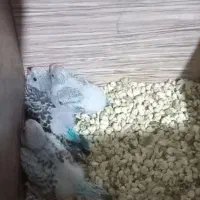 جفت مرغ عشق مولد|پرنده|کرمانشاه, |دیوار