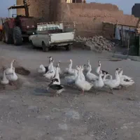 قو غاز