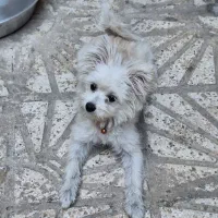 واگذاری سگ|سگ|قم, شهرک امام حسین|دیوار