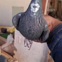 زرد پلنگ|پرنده|کرمان, |دیوار