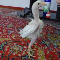 جوجه لاری