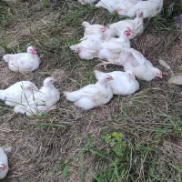 اردک پکنی مرغ گوشتی