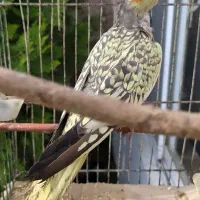 عروس هلندی گلباقلی