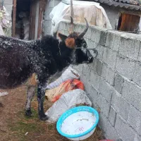 گاو شکم دار   و گوساله ماده چالوسی