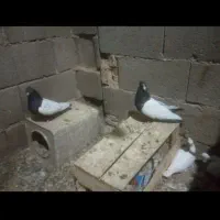 کبوتر سینه ای طوق سرخ پلاکی خوشرنگ سبزقیل...