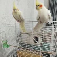 یک جفت عروس هلندی شاداب|پرنده|بندر ترکمن, |دیوار