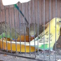 کبوتر پور دم سفید و مرغ عشق