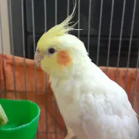 عروس هلندیلوتینو ماده