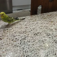 مرغ عشق|پرنده|لاهیجان, شیشه گران|دیوار