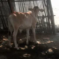 گوساله نر
