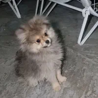 پامر خرسی ۲ماهه