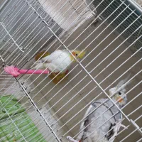 جفت عروس هلندی کوتوله کفتر|پرنده|تایباد, |دیوار