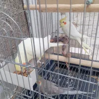 عروس هلندی