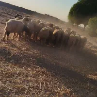 فروش چهل راس میش و شیک وکاوه لری وترکی|حیوانات مزرعه|ازنا, |دیوار