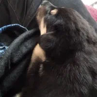 توله ژرمن شپرد|سگ|خرم‌آباد, |دیوار