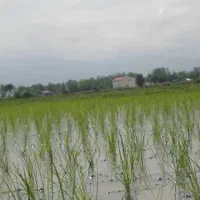 فروش زمین کشاورزی ۴۰۰۰ متری بابل، بندپی غربی