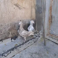 سرور کرم و شکلاتی