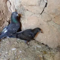 کبوتر سبز و دم سفید