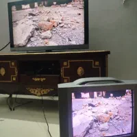 تی وی