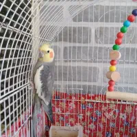 عروس هلندی نرسخنگوی  دستی