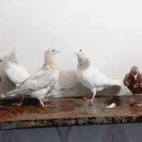 کبوتر سار.پرشی|پرنده|آشخانه, |دیوار