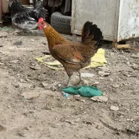 مرغ اصیل محلی