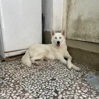 سگ هاسکی سیبرین اصیل چشم آبی|سگ|شیراز, گویم|دیوار