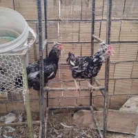 مرغ گلین اصل خوزستانی درشت