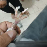 پرنده عربستانی