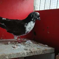 کبوتر|پرنده|سنگر, |دیوار