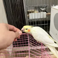 عروس هلندی ۲ماه ۱۵روزه|پرنده|مهران (ایلام), |دیوار